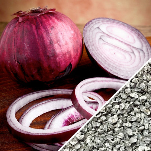 おにおん Onion - Red Burgundy (Short Day) seeds | SeedsNow.com