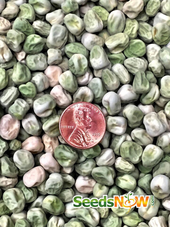 Close-up of Progress No. 9 pea seeds with a penny for size comparison