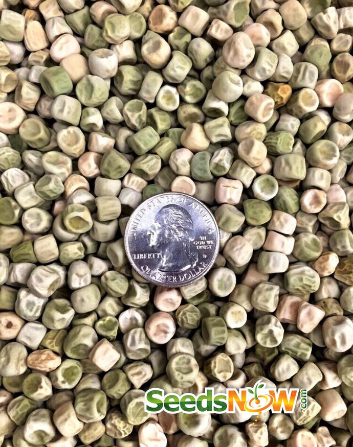 Close-up of Sugar Ann snap pea seeds from SeedsNow, showcasing small, round seeds in a natural light setting.