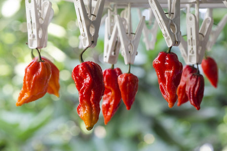 Ghost chili hot pepper seeds from SeedsNow, featuring vibrant, fiery red ghost chili peppers known for intense heat.