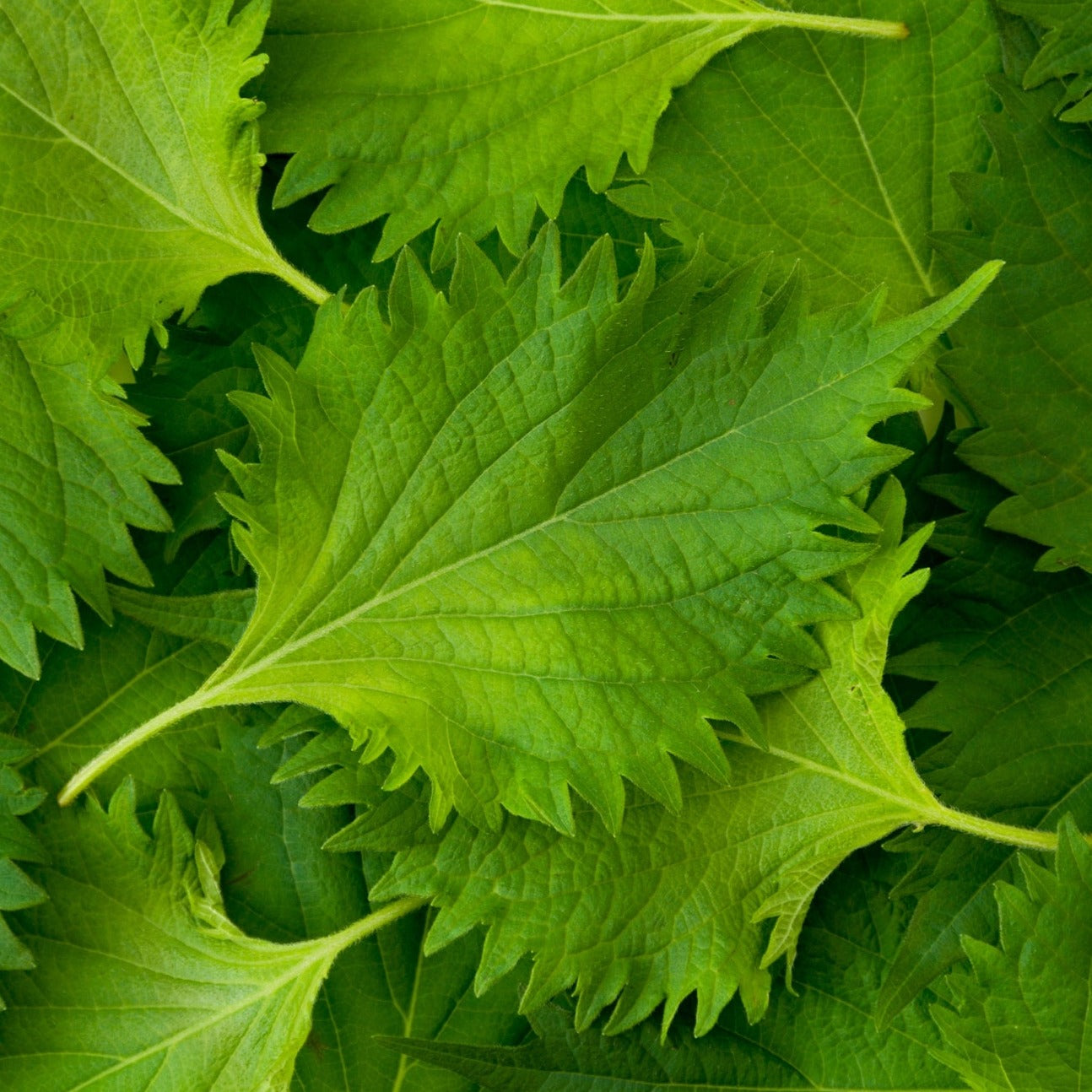 non-GMO Shiso, Green (Perilla Leaf, Japanese Basil) seeds! SeedsNOW.com