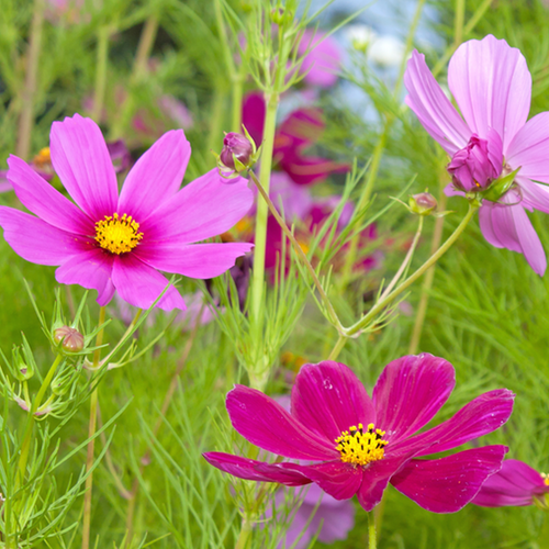 Wildflowers - Cosmos Flower Scatter Garden Seed Mix - SeedsNow.com