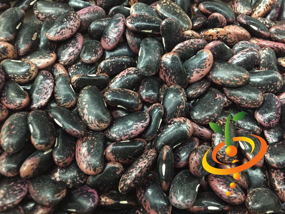 Buy Prizewinner Runner bean seeds online in the USA! Foot-long