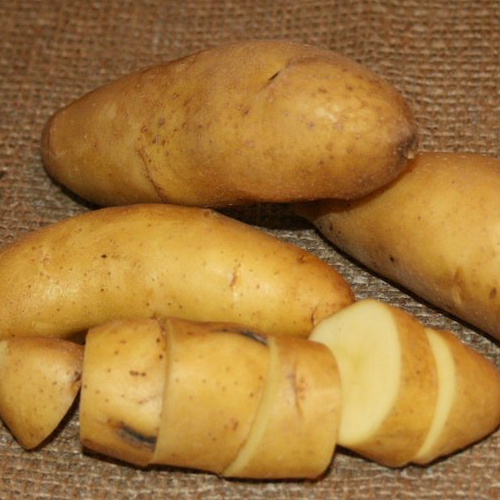 Potato, Fingerling (Late-Season) - Austrian Crescent (Organic/Heirloom) - SeedsNow.com