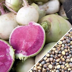 planting watermelon radish seeds Radish