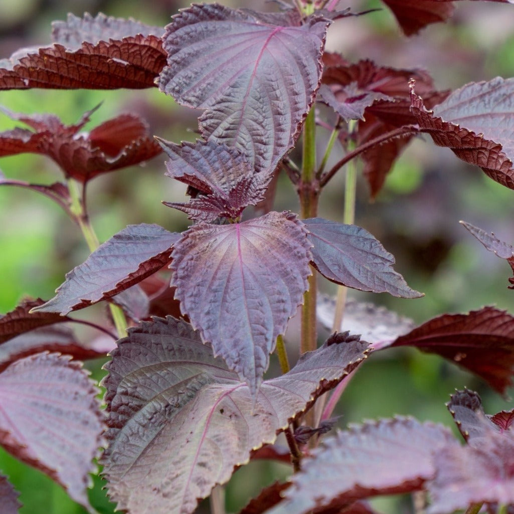 Shiso, Red (Perilla Leaf, Japanese Basil) seeds – SeedsNow.com