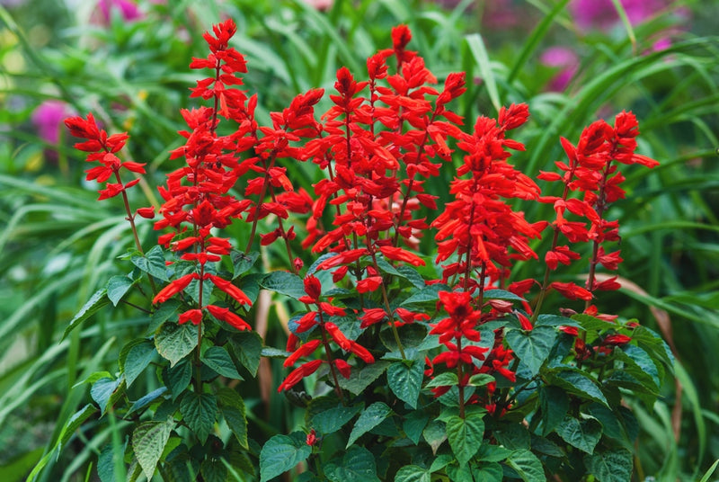 The Scarlet Sage – The Scarlet Sage Herb Co.