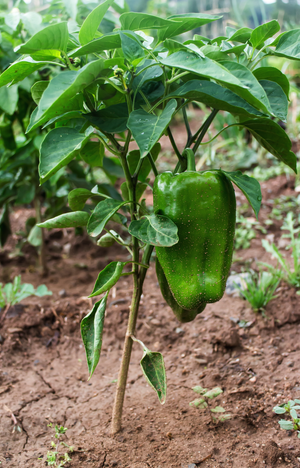 green pepper seeds to plant Pepper (Sweet)