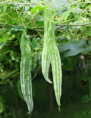snake gourd plant for sale Gourd