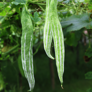 snake plant seeds Gourd