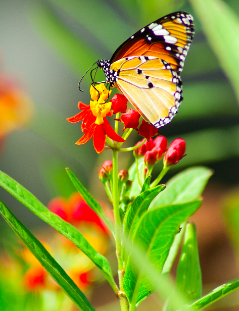 Flowers - Milkweed, Tropical (Monarch Butterfly/Blood Flower) - Silky Deep Red - SeedsNow.com