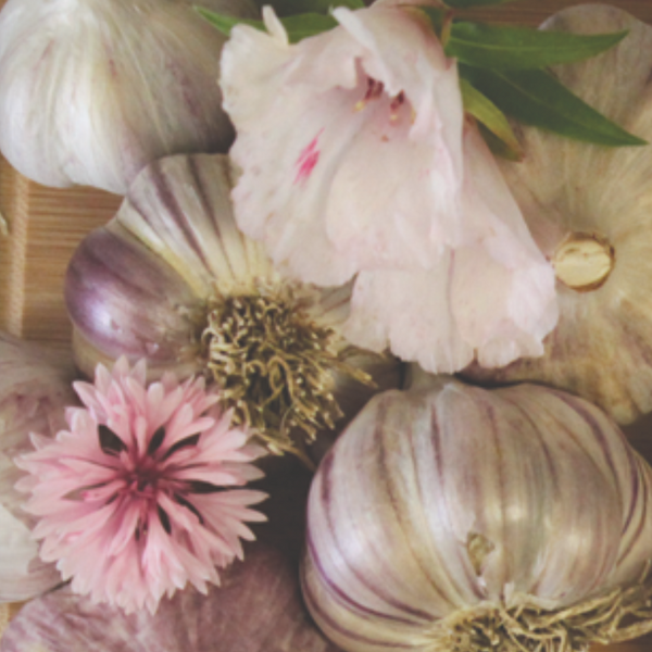Garlic - (Hard Neck) Mexican Violet - SeedsNow.com