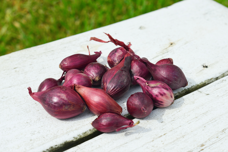 Onion (Sets) - Wethersfield, Red - SeedsNow.com