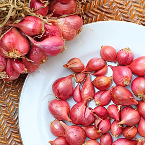 plant shallot seeds Shallot (sets)