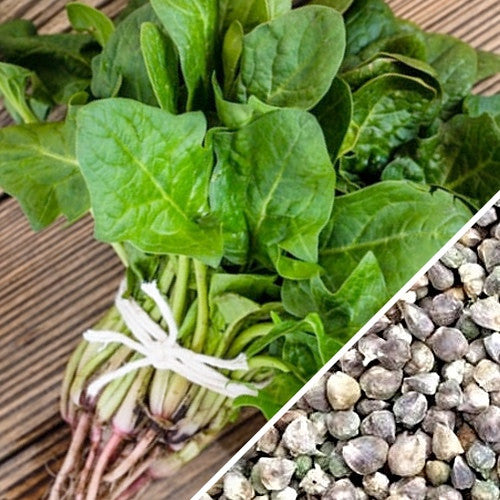 Fresh green spinach leaves from SeedsNow American seeds, showcasing vibrant, healthy spinach foliage perfect for salads and cooking.