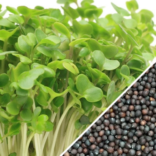 broccoli seeds for planting Sprouts/Microgreens - Broccoli Seeds for Nutritious Sprouts