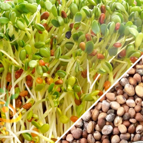 Sprouts/Microgreens - Radish, Classic seeds
