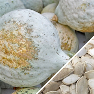 planting hubbard squash seeds Squash (Winter)