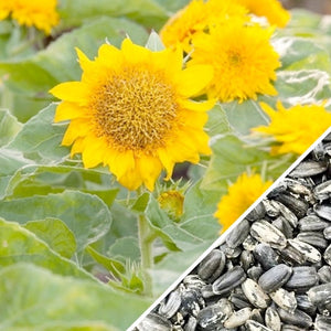 sunflower seeds to plant for sale Sunflower, Sunspot (Dwarf) Flower seeds – SeedsNow.com
