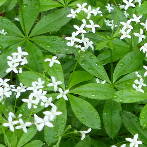 Sweet Woodruff Seeds