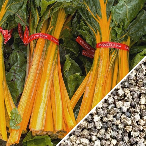 Swiss Chard - Orange seeds