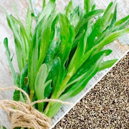 tarragon seeds for planting Tarragon (Dragon Wort) seeds
