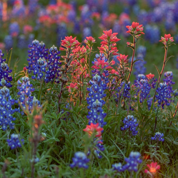 Flowers - Lupine, Texas Bluebonnet - SeedsNow.com
