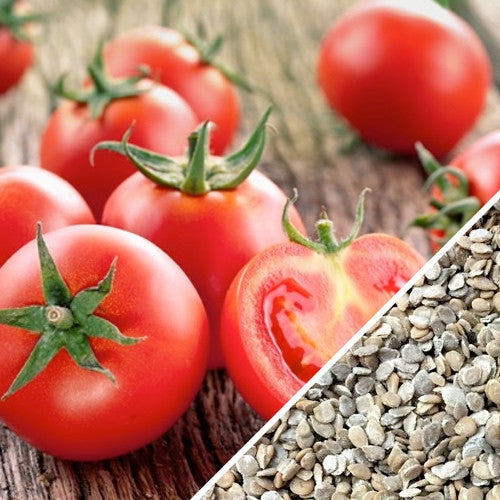 Tomato - Ace 55 (Determinate) seeds – SeedsNow.com