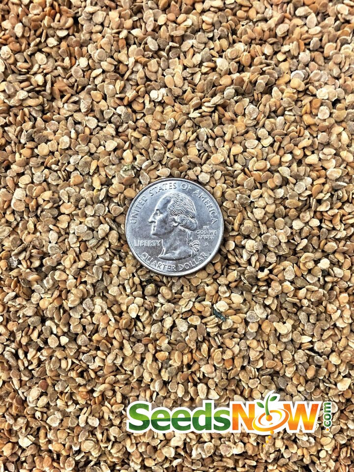 Buy Ace 55 tomato seeds online in the USA! | Low Acid, Medium