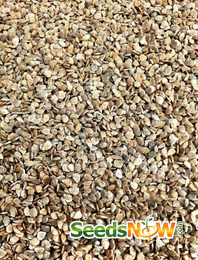 Close-up image of Pink Brandywine Tomato seeds for planting indeterminate tomato variety
