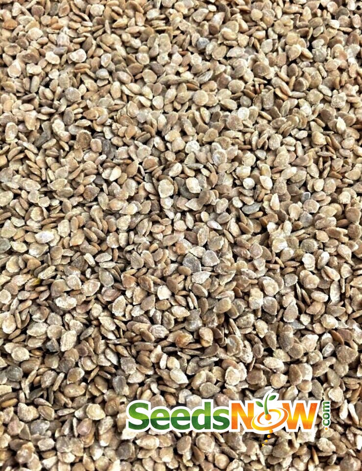 Buy fresh Yellow Brandywine Tomato Seeds online from the USA now