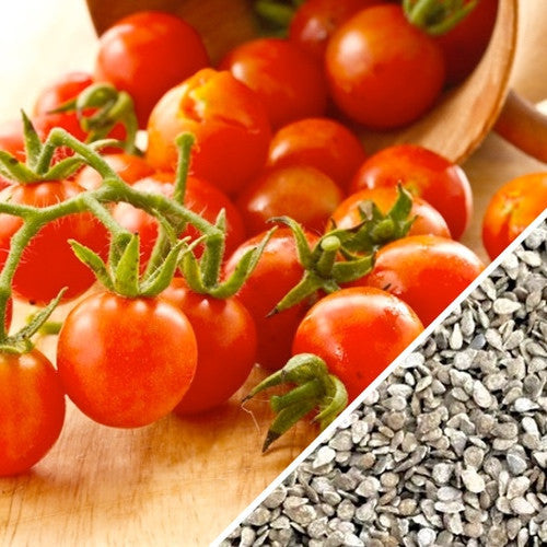 planting red cherry tomato seeds Small Red Cherry Tomato seeds