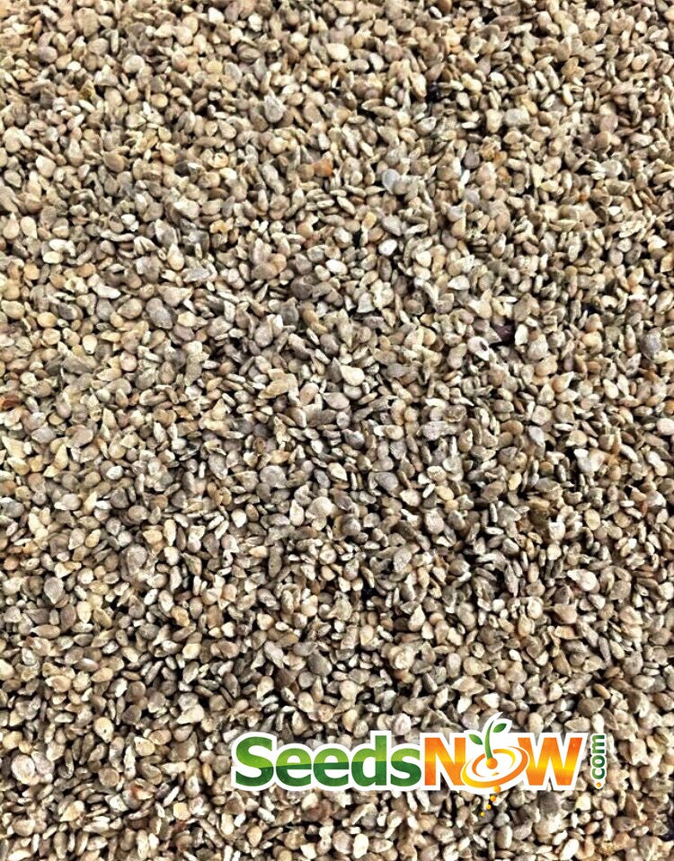 Buy Green Grape tomato seeds online in the USA! | Good for