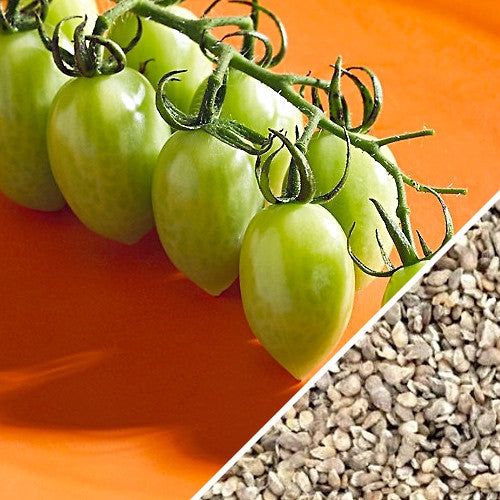 Tomato - Green Grape (Indeterminate) seeds – SeedsNow.com