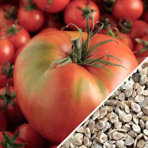 Tomato - Mortgage Lifter (Indeterminate) - SeedsNow.com