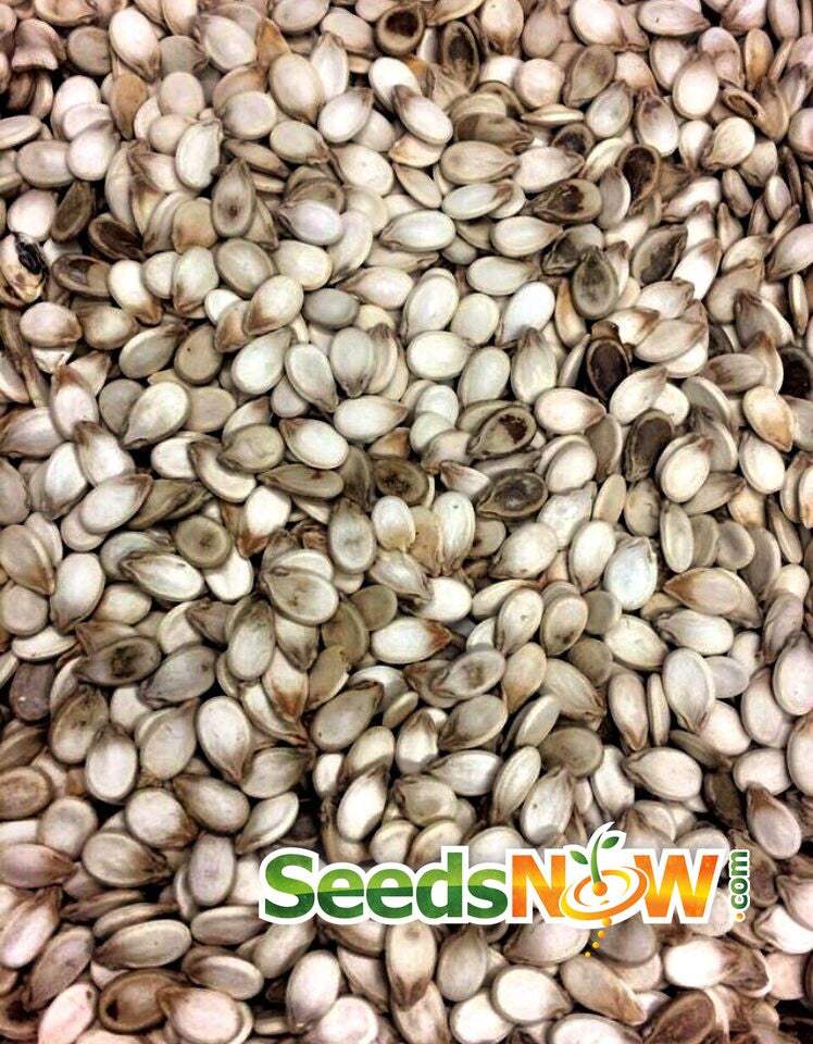 watermelon seeds for planting Watermelon Congo Seeds