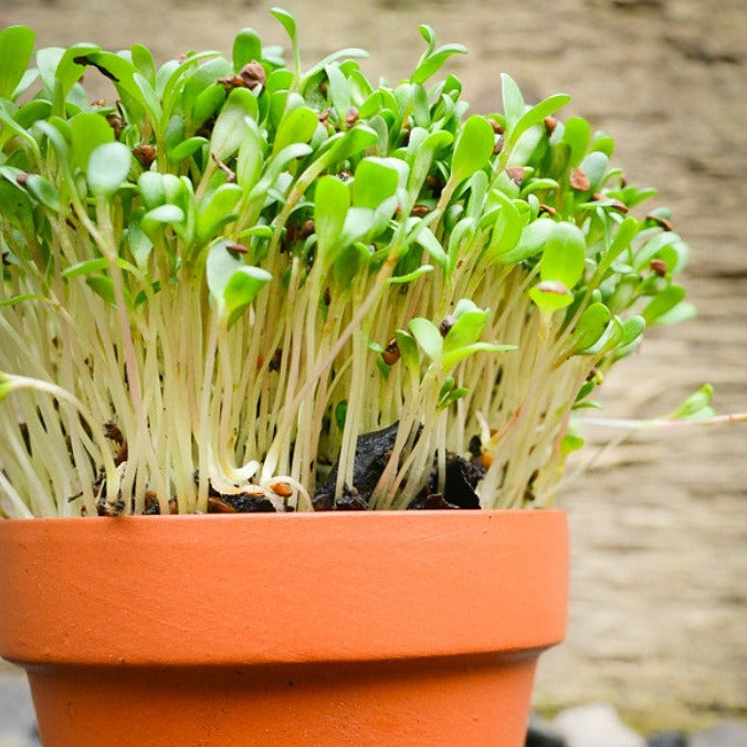 Sprouts/Microgreens - Alfalfa