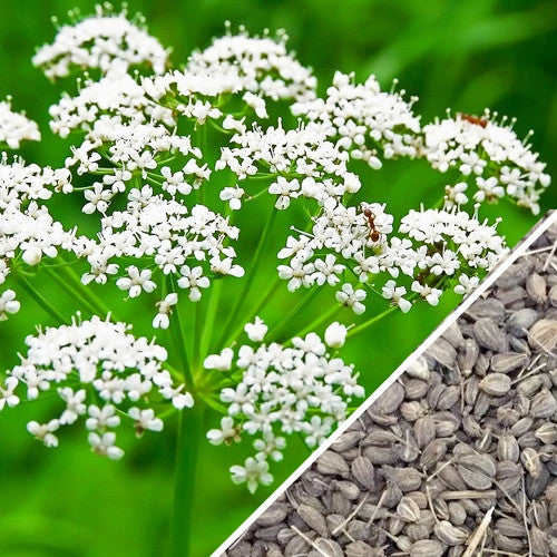 anise seeds for planting Anise Seeds (Aniseed)