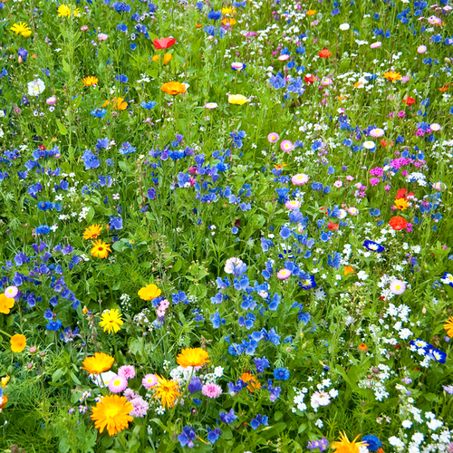 Wildflowers - All Annual Scatter Garden Seed Mix - SeedsNow.com