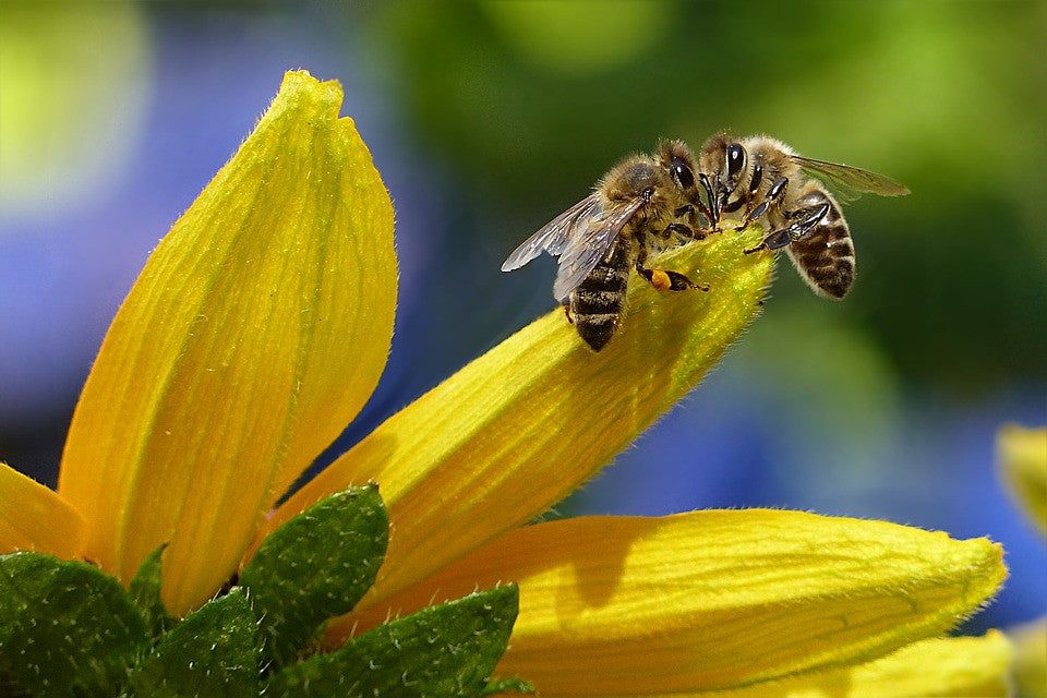 All-in-One SAVE THE BEES! Garden Variety Pack – SeedsNow.com