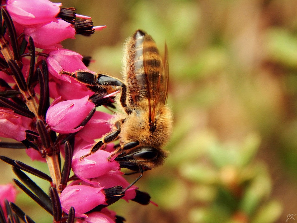 All-in-One SAVE THE BEES! Garden Variety Pack – SeedsNow.com