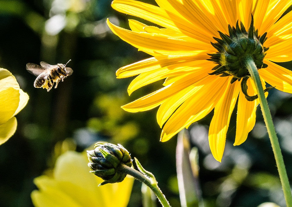 All-in-One SAVE THE BEES! Garden Variety Pack – SeedsNow.com