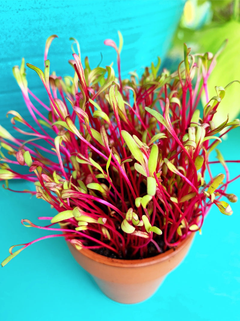 Sprouts/Microgreens - Beet, Dark Red - SeedsNow.com