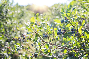 planting blueberry seeds Blueberry, Highbush seeds – SeedsNow.com