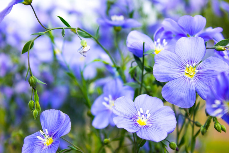 Flowers - Flax, Blue - SeedsNow.com