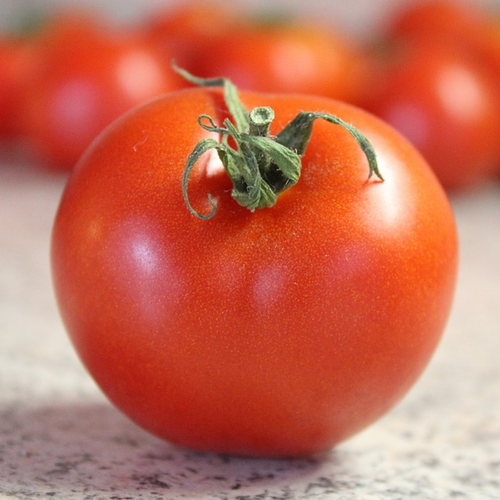 Tomato - Bradley (Indeterminate) - SeedsNow.com
