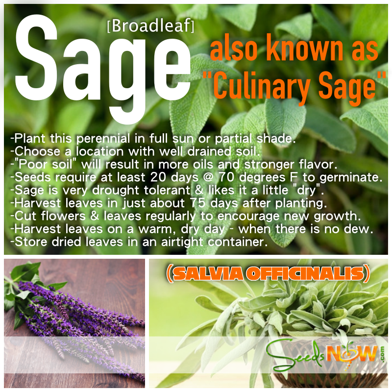 Broadleaf Sage Roots non-GMO Sage - Broadleaf seeds! SeedsNOW.com