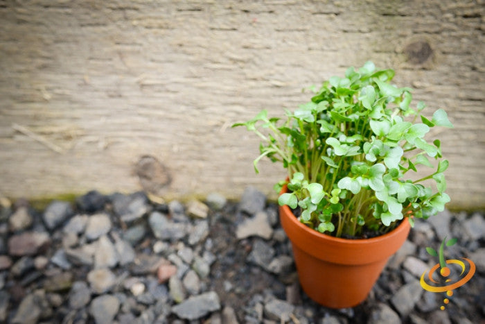potted broccoli plants Sprouts/Microgreens - Broccoli Seeds for Nutritious Sprouts