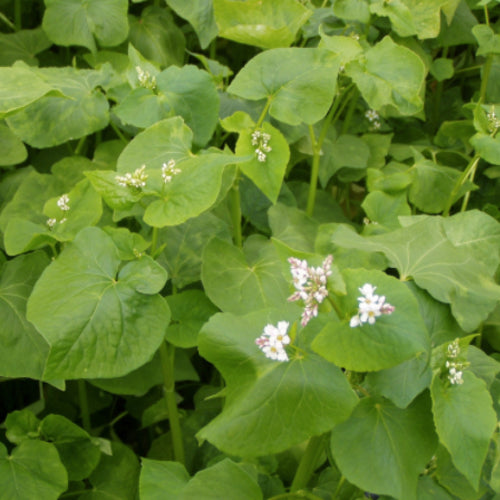 Cover Crop Buckwheat seeds from SeedsNow-CoverCrops, showing vibrant buckwheat seeds ready for planting.