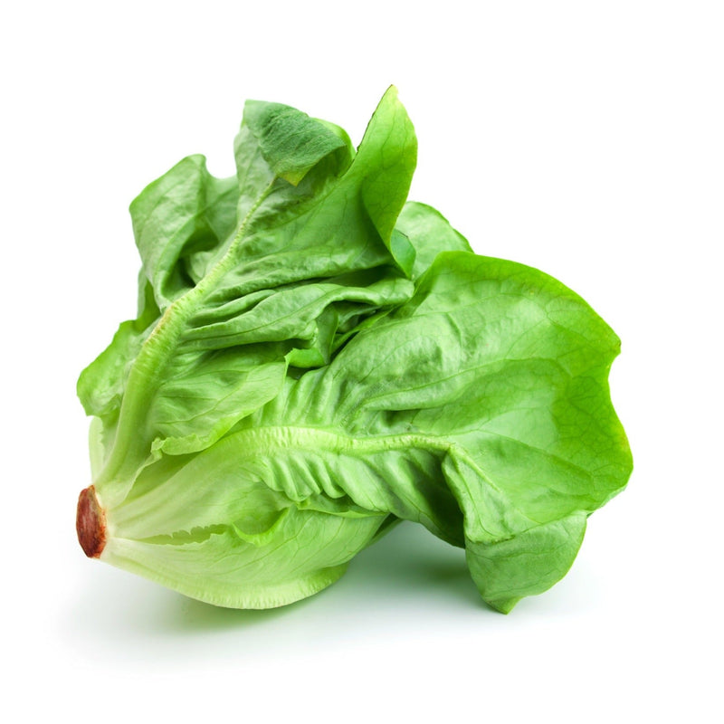 Fresh Buttercrunch butterhead lettuce with vibrant green leaves isolated on white background